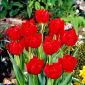 チューリップアバ - チューリップアバ -  5球根 - Tulipa Abba