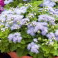 Flossflower blanco-azul; bluemink, blueweed, pussy pussy, pincel mexicano - 1440 semillas - Ageratum houstonianum