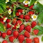 תות שדה רג 'י רג' ינה - Fragaria vesca - 320 זרעים