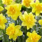Narcissus Dick Wilden - Daffodil Dick Wilden - 5 bulbi