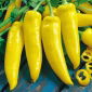 Chili - Hungarian yellow wax hot - Robuste gelbe Früchte mit feurigem Geschmack - Samen