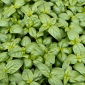 BIO - Basil "Italiano Classico" - certified organic seeds - 325 seeds