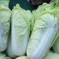 Napa kubis "Pacifiko F1" - varietas Belanda awal - 20 biji - Brassica pekinensis Rupr.