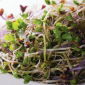Sprouting seeds - Sharp brains mix