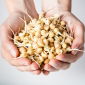 Semillas de germinación BIO - Garbanzo - semillas orgánicas certificadas; garbanzo - 
