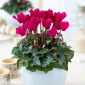 Perský cyklamen - Cyclamen persicum - 