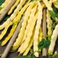 Haricot - Goldelfe - 30 graines - Phaseolus vulgaris L.