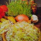Mix di germogli russi -  - semi