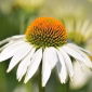 เมล็ด Coneflower White Swan - Rudbeckia purpurea - 150 เมล็ด - Rudbeckia echinacea