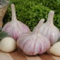 Ail d'hiver "Arkus" - 4 Oignon (0,20 - 0,25 kg)