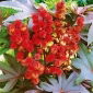 Castor Oil Plant Nový Zéland Fialová semena - Ricinus communis - 6 semena