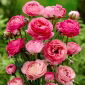 Ranunculus - rosa - pacchetto di 10 pezzi