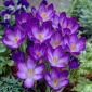 Illír Sáfrány Ruby Giant - csomag 10 darab - Crocus tommasinianus Ruby Giant