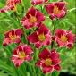 Daylily Little Missy