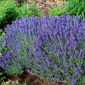 Duft-Lavendel - Hidcote Blue - Lavandula angustifolia - Duftende Eleganz für jeden Garten - Samen
