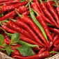Erős paprika - Poseidon - Kompakt, bőséges, csípős és fűszeres paprikák - Friss vetőmagok
