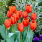 Tulipa Anno Schilder - Tulip Anno Schilder - 5 củ - Tulipa Annie Schilder
