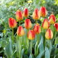 Tulipán Banja Luka - csomag 5 darab - Tulipa Banja Luka