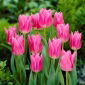 Tulipa 중국 핑크 - 튤립 중국 핑크 - 5 알뿌리 - Tulipa China Pink