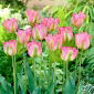 Tulipan Groenland - pakke med 5 stk - Tulipa Groenland