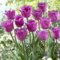 Magic Lavender tulip – 5 pcs