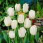 Tulpansläktet Swan Wings - paket med 5 stycken - Tulipa Swan Wings