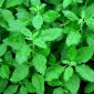 Holy basil, Tulasi - 1250 seeds