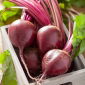 Bio - Beetroot "Detroit 2" - certified organic seeds - 500 seeds