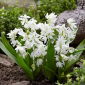 Scilla Siberica Alba - paket med 10 stycken