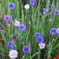 Kornblomst, bachelor-knap - flerårig sort mix - 75 frø - Centaurea