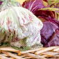Endiv "Variegata di Castelfranco" - 720 frön - Cichorium intybus "Variegata di Castelfranco"