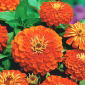 Zinnia violacea - Orys - apelsin - Zinnia elegans fl.pl. Dahliaeflora - frön