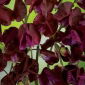 Luktärt - Beaujolais - 36 frön - Lathyrus odoratus