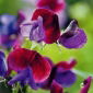 Душистый горошек - Matucana - 65 семена - Lathyrus odoratus