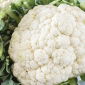 Bloemkool - Pioneer - 270 zaden - Brassica oleracea L. var.botrytis L.