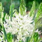 Camassia alba - 2 bulbi