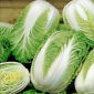 Napa kubis "Forco F1" - varietas awal untuk budidaya sepanjang tahun - 215 biji - Brassica pekinensis Rupr.