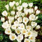 Krokusslekta Miss Vain - pakke med 10 stk - Crocus biflorus Miss Vain