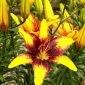 Lilium, Lily Graffiti