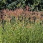 Maiden Travní semena - Miscanthus sinensis - 55 semen - 