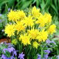 Narcisse - Rip Van Winkle - paquet de 5 pièces - Narcissus