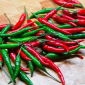 Paprika 'Westlandia' - würzig