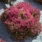  Sallat - Foliosa - Crimson - Röd - Lactuca sativa var. foliosa  - frön