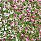 Rastejando as sementes da respiração do bebê - Gypsophila repens - 480 sementes