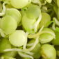 Lentil Sprouts - 990 seeds
