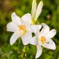 Liliom Candidum - Lilium candidum