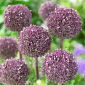 Allium Yaz Davulcu - ampul / yumru / kök - Allium Summer Drummer