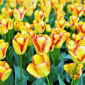 Tulipán Cape Town - csomag 5 darab - Tulipa Cape Town