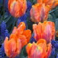 Tulipa Prinses Irene Parrot - Tulip Prinses Irene Parrot - 5 bulbs