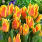 Tulpansläktet Winnipeg - paket med 5 stycken - Tulipa Winnipeg
